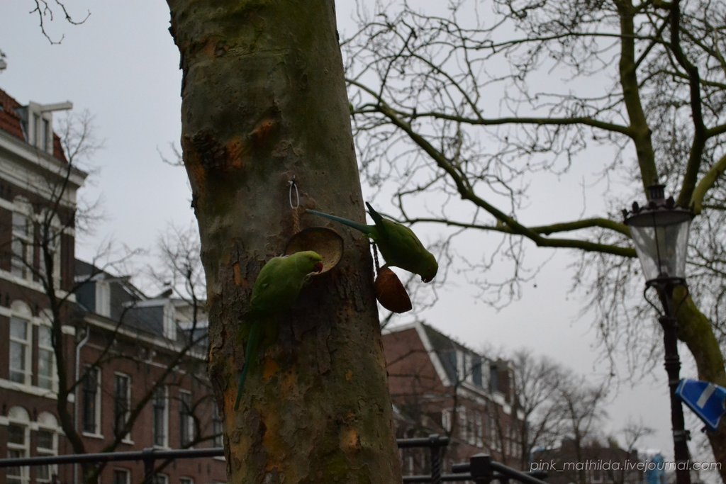 Амстердамские зелёные попугайцы 