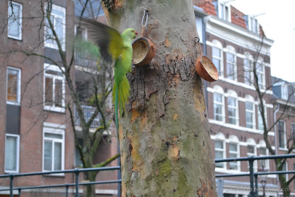Амстердамские зелёные попугайцы 