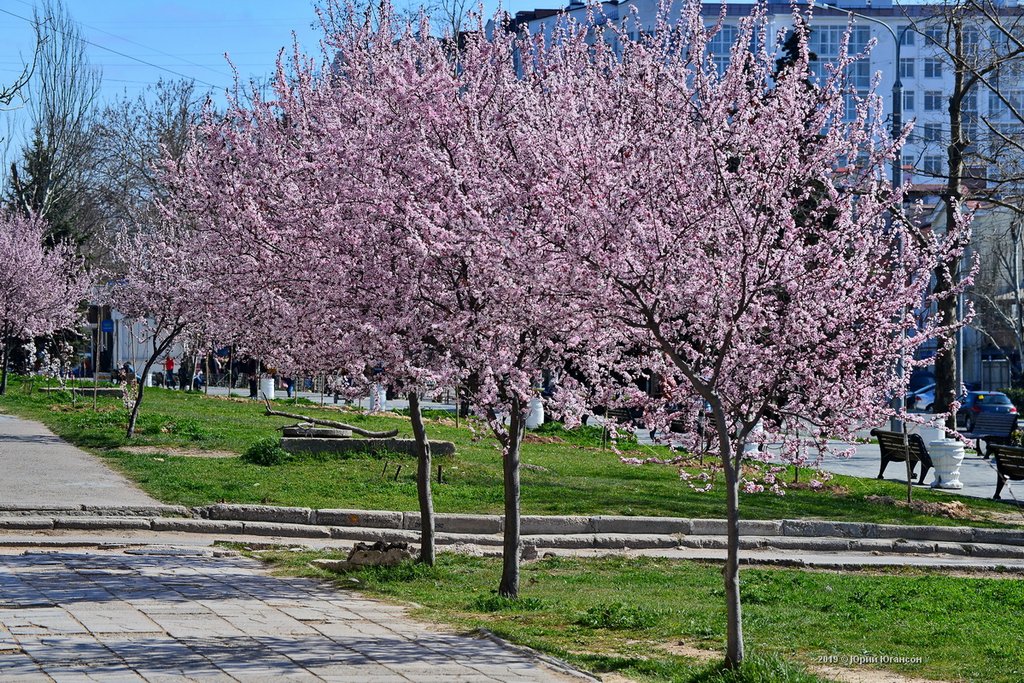 Поспели вишни в саду у дяди Вани... красиво, вишня, Юмашева, район, самый, Фадеева, Кстати, следующей, Потому, просто, цветущий, сейчас, хостинг, iMGSRCRU, imgsrc_ru, здесь, теперь, городе, напоследок, новые