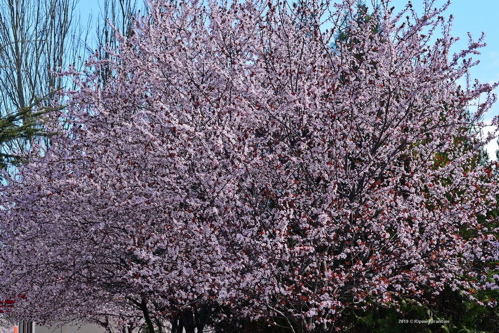 Поспели вишни в саду у дяди Вани... красиво, вишня, Юмашева, район, самый, Фадеева, Кстати, следующей, Потому, просто, цветущий, сейчас, хостинг, iMGSRCRU, imgsrc_ru, здесь, теперь, городе, напоследок, новые